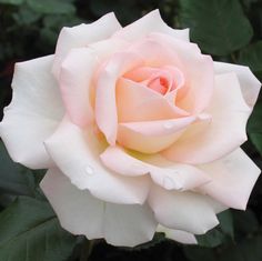 a pink rose with drops of water on it