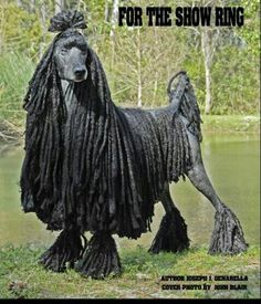 a black poodle standing on top of a lush green field next to a lake