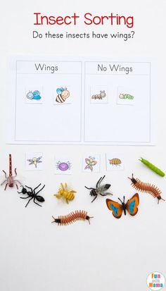 insect sorting worksheet for kids to practice counting and matching insects with their names