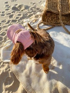 a small brown dog wearing a pink hat on top of a beach next to the ocean