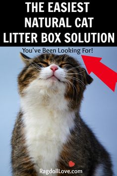 a cat with its eyes closed and the words natural cat litter box solution above it