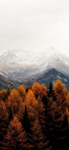 the mountains are covered in snow and orange trees