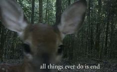 a deer is looking at the camera with an inspirational quote on it's side