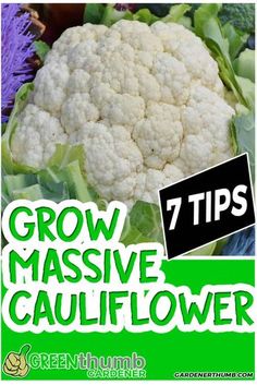 a close up of a cauliflower plant with the words grow massive in front of it