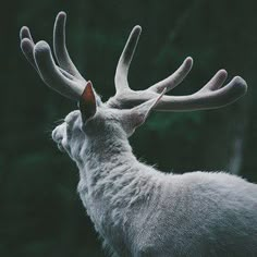 a white deer with antlers on it's head looking at something in the distance