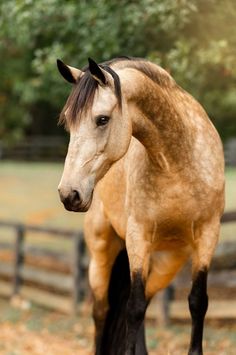 a brown and black horse standing on top of a field next to a fence with trees in the background