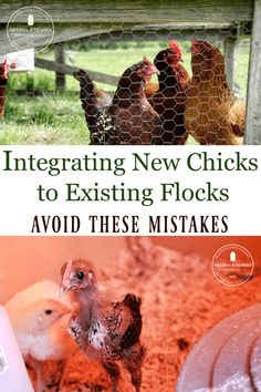 chickens in their pen with text overlay that reads, investigating new chicks to existing flocks