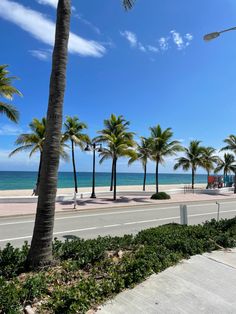 palm trees line the beach in front of an empty street and sidewalk with cars driving on it