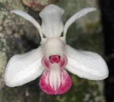 two pictures of the same flower in different stages of blooming, one is pink and white