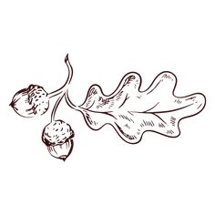 an oak leaf and acorns with leaves drawn in black ink on a white background