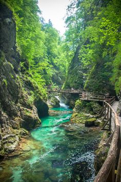 a river running through a lush green forest