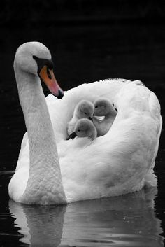 a mother swan with her two babies swimming in the water