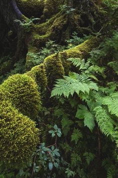 moss covered trees and ferns in the forest