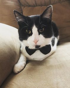 a black and white cat laying on top of a couch wearing a tuxedo