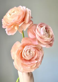 three pink flowers in a vase on a table