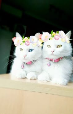 two white cats with flowers in their hair sitting on a shelf next to each other