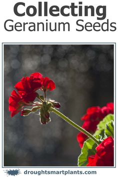 red geranium seeds with the words collecting geranium seeds on it's side