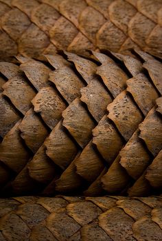 a close up view of a brown snake skin