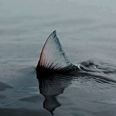 the tail of a fish is sticking out of the water