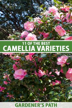 A vertical image of a camellia shrub in full bloom in the fall garden pictured in bright sunshine on a soft focus background. To the center and bottom of the frame is green and white printed text. Camellias In Landscaping, Camellia Tree Landscaping, Camellia Landscaping Front Yards, Camellia Bush Landscaping, Camellia Garden Design, Camilla Tree Landscape, Camellia Landscaping, Camellia Hedge Gardens