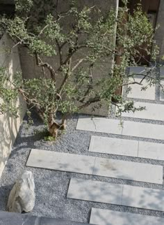 a small tree sitting in the middle of a courtyard next to a stone wall and walkway