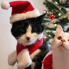 two black and white cats wearing santa hats