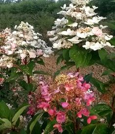 white and pink flowers in the middle of a field