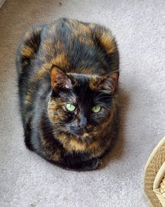 a calico cat sitting on the floor next to a pair of shoes and carpet