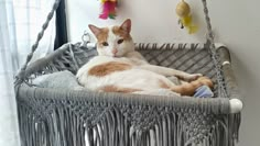 an orange and white cat laying in a wicker hammock