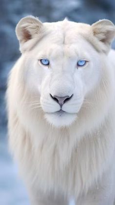 a white tiger with blue eyes standing in the snow