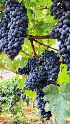 bunches of grapes hanging from the vine in a vineyard