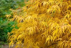 a tree with yellow leaves is shown in the foreground