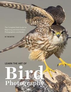 an image of a bird that is on the cover of a magazine with wings spread out