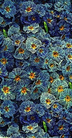 blue and yellow flowers with green leaves on them