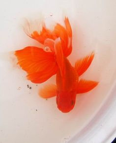 an orange fish swimming in a white bowl