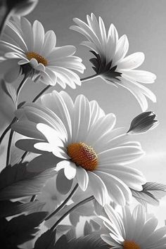 black and white photograph of daisies in the sunlight