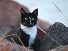 a black and white cat sitting on top of a rock next to some dry grass