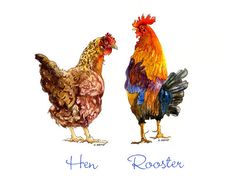 two colorful roosters standing next to each other on top of a white background with the words hen and rooster written in blue ink