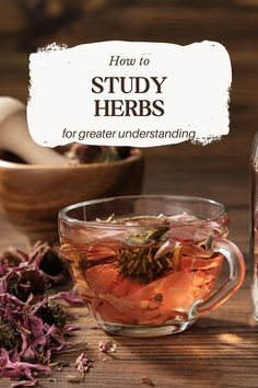 Want to learn how to study herbs? This guide is your perfect companion, offering tips and insights to help you master the art of herbal studies. Dive in and grow your expertise!