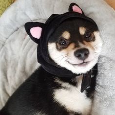 a small black and white dog wearing a cat hat