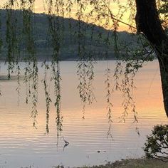 a bird is sitting on the edge of a body of water as the sun sets