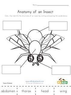 the anatomy of an insect worksheet for kids to learn how to draw it