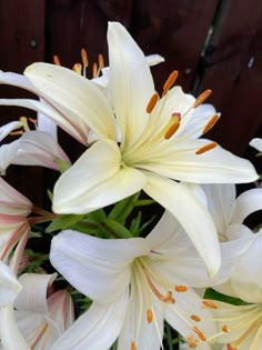 white lilies are blooming in front of a wooden fence