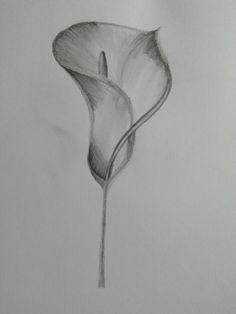 a pencil drawing of a single flower