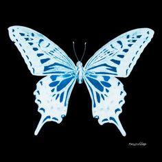 a blue and white butterfly on a black background