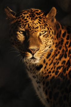 a close up of a leopard looking at the camera