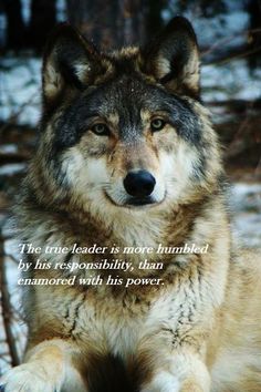 a wolf laying in the snow with a quote on it's face that reads, the true leader is never timbered by his personality, than