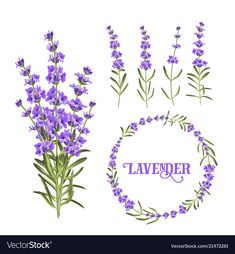 lavender flowers and leaves on a white background