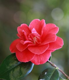 a red flower with green leaves on it