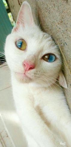 a white cat with blue eyes laying on the ground next to a wall and looking at the camera